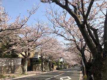 桜