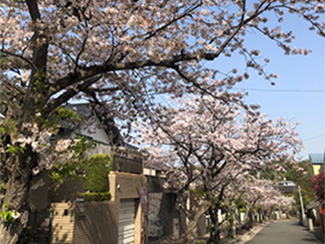 桜