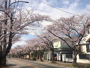 桜